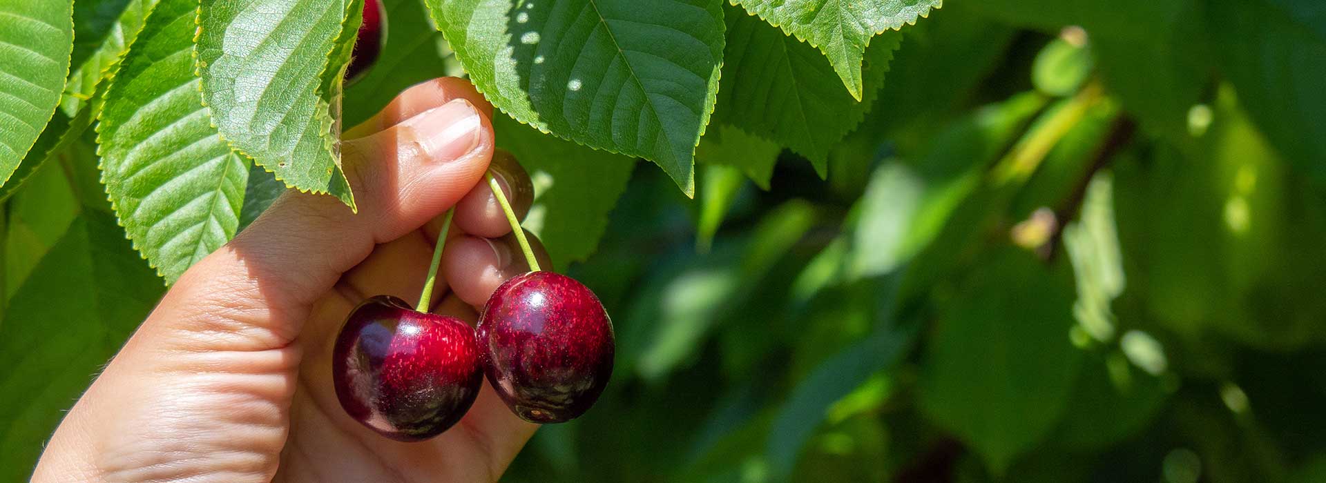 Pick your Own Cherries, Cromwell Smithys Cherries 123 Ripponvale Rd
